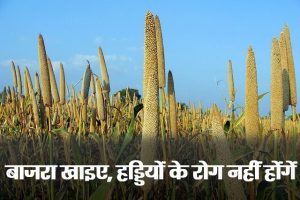 eat-millet-there-will-be-no-bone-disease