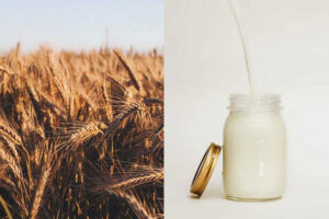 wheat milk allergy