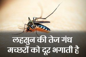Rid-of-Mosquitoes