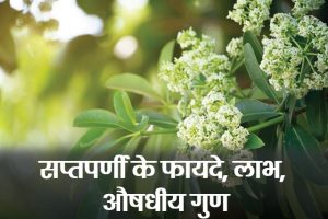 Benefits-and-Side-Effects-of-Saptaparni