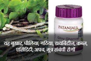 Giloy-Ghanvati-Benefits